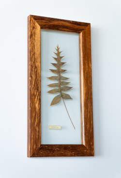 cadre fougère cadre fougère